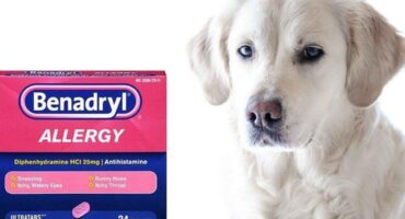 How Often Can I Give My Dog Benadryl? Dosage, Safety, and Guidelines