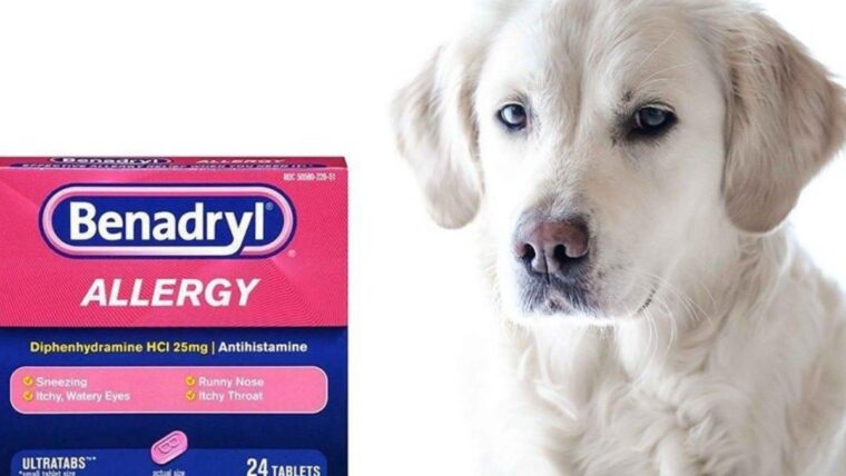 How Often Can I Give My Dog Benadryl? Dosage, Safety, and Guidelines