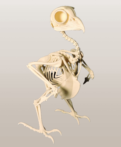 great horned owl skeleton
