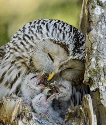 Exploring the Enigmatic World of Owl Eggs: