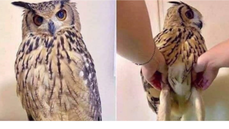 Revealing the Secrets of Owl Legs:                                      Jaw-Dropping Pictures and Insights Await!