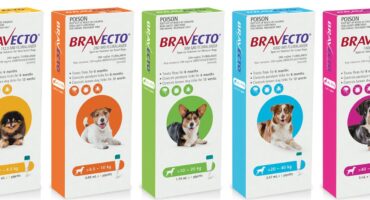 Bravecto for Dogs: The 12-Week Flea and Tick Solution