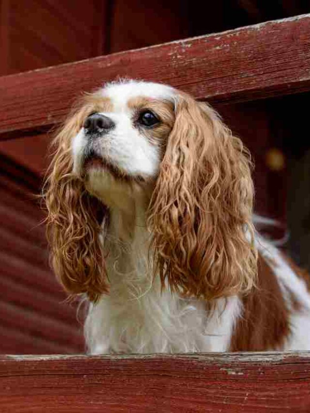 Cavalier King Charles Spaniels – 9 Interesting Facts