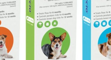 Bravecto for Dogs: The 12-Week Flea and Tick Solution – Web Story