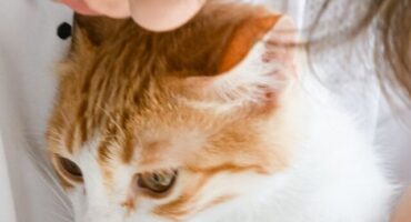 Cat Dies After Eating Avian Influenza-Contaminated Food