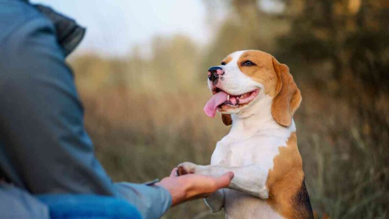 Barking Up the Right Tree: How Local Dog Training Near Me Can Create a Pawsitive Change!