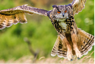 long legged owls
