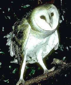 owl leg length
