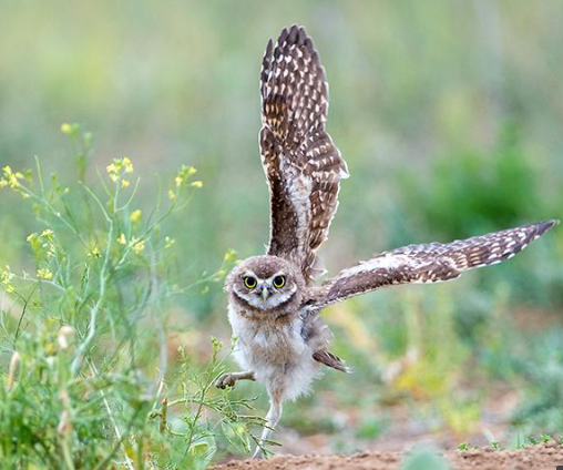 how owls run
