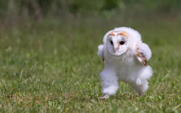 owls running long legs
