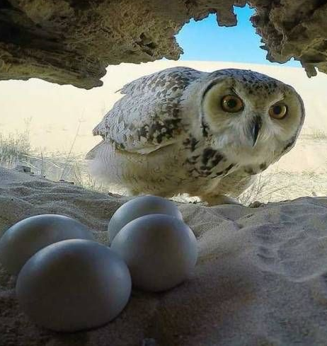 Owl Eggs