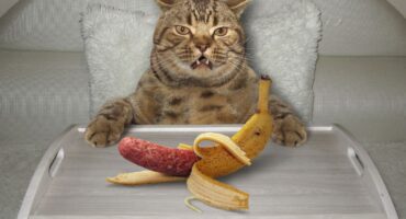 Can Cats Eat Bananas? Understanding the Feline Diet