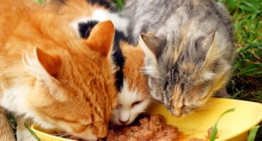 Can Cats Eat Turkey Necks?