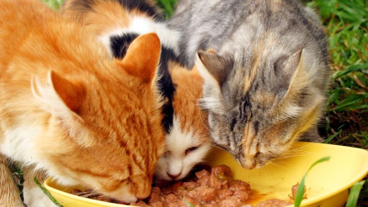 Can Cats Eat Turkey Necks?
